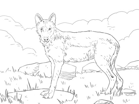 Iberian Wolf Coloring Page